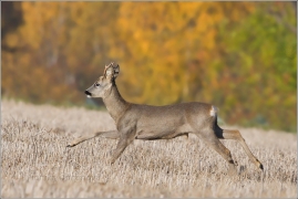 <p>SRNEC OBECNÝ (Capreolus capreolus) --- /European roe deer - Reh/</p>